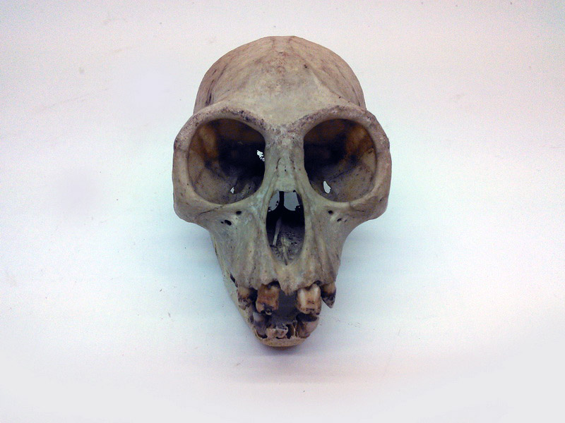 craneo animal 10x7x7 1u